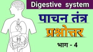 Digestive system