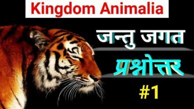 Kingdom animalia