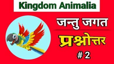 Kingdom animalia questions