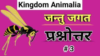 Kingdom animalia question