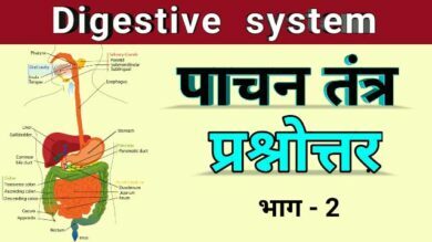 human digestive system