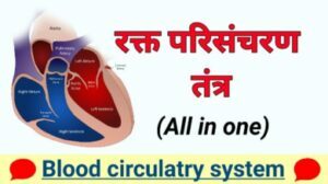 Blood circulatory system