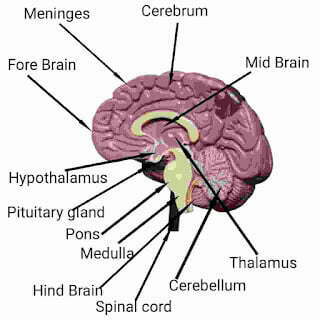 Human brain