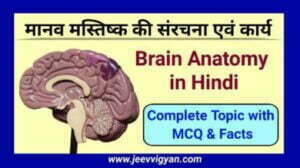 human brain quiz