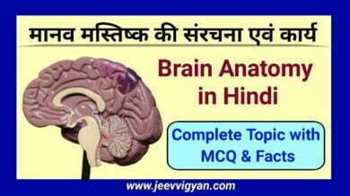 human brain quiz 