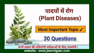 plant diseases
